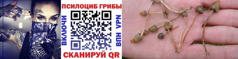 Купить закладки  Ленинск  Псилоцибиновые грибы Cubensis 